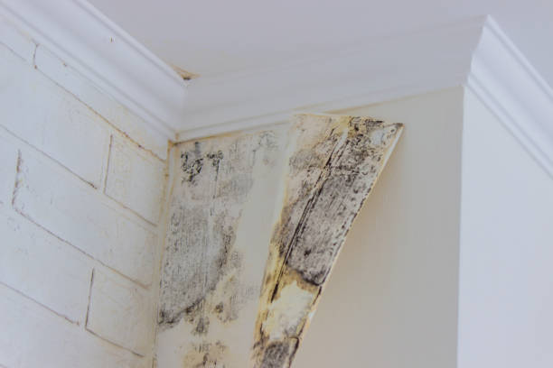 Best Professional water damage repair  in Pelham Manor, NY